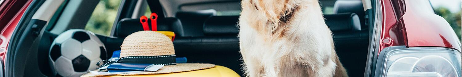 Hund im Auto transportieren: So reisen Vierbeiner auf vier Rädern!
