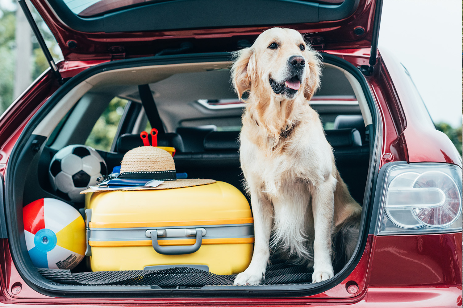 Hund im Auto transportieren: So reisen Vierbeiner auf vier Rädern!